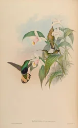 Lafresnaya flavicaudata = Lafresnaya lafresnayi flavicaudata
